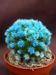 Under its light, we parted ways. Fist Time I Have Ever Seen A Blue Cactus Plant Beautiful Cactus Plants Cactus Flower Cactus House Plants