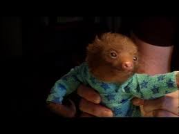 How a sloth gets a bath super cute. Tiny Baby Sloth Gets The Onesie Treatment Meet The Sloths Animal Planet Youtube
