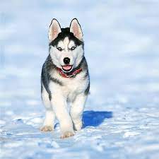 Idea, find a breed specific rescue group. Siberian Husky Pdsa