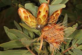 Image result for Protea welwitschii