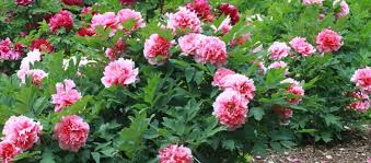 Take advantage of unbeatable inventory and prices from quebec's expert in construction & renovation. Our Picks For Ontario Perennials Annuals To Add To Your Garden Aden Earthworks