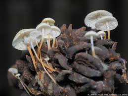 Image result for Strobilurus conigenoides