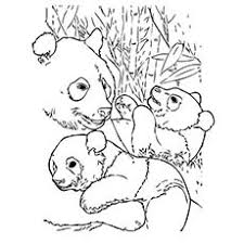 Climate change is still a threat to these lovely animals. Top 25 Free Printable Cute Panda Bear Coloring Pages Online