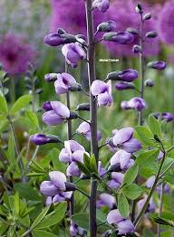 Attractive seed pods in early summer. Baptisia X Purple Smoke Lupin Indigo False Indigo Jardins Michel Corbeil Lilac Gardening Violet Plant Purple Flowers