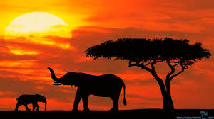 Best 29 Safari Park Wallpaper On Hipwallpaper Jurassic Park Dinosaur Wallpaper Attitude Trampoline Park Wallpapers And Great American Ballpark Wallpaper