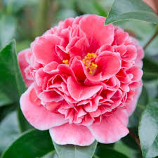 Camellia Japonica Volunteer Pbr In 2020 Unusual Flowers Plant Gifts Winter Flowers