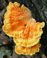 Payl 2007 06 27 Laetiporus Sulphureus Crop Jpg Wikipedia Stuffed Mushrooms Chicken Of The Woods Edible Wild Mushrooms