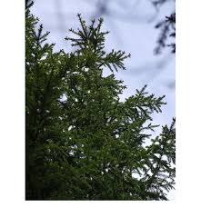 In nature, these trees are very large, with very dark green needles on gracefully weeping branches. Young 20 Years Old Norway Spruce Trees From The Experimental Plot In Download Scientific Diagram