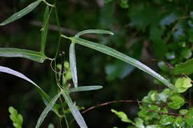 Image result for Adenia stenodactyla