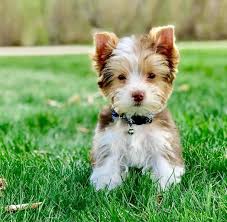 Here is a list of the best yorkie breeders in texas that have yorkie puppies for sale. Buy Parti Yorkie Puppies Online Parti Yorkie Puppy