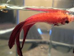 This video includes occasional pictures and videos of some ill. How To Save A Dying Betta Fish Fish Care