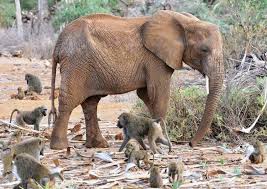Elephant Fact In Eritrea The Elephants And Olive Baboons Have A Very Important Relationship Elephants Depend On The Elephant Facts Elephants Photos Elephant