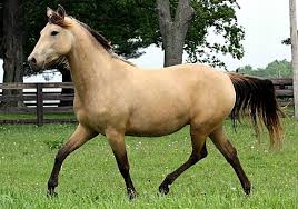 I have heard it used interchangeably with buckskin horses that were going gray and buckskins with roaning as well. Morgan Mare A Pale Buckskin She Also Carries The Silver Gene Which Turns The Black Legs Mane And Tail Of Typical Bucks Horses Morgan Horse Beautiful Horses