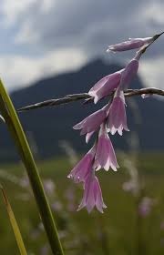 Image result for Dierama parviflorum