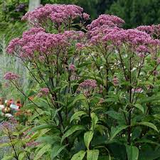 Tolerates wet soil and areas with poor drainage. Eupatorium Dubium Baby Joe White Flower Farm