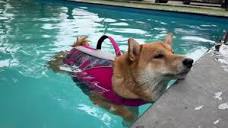 สี่ขาสเตชั่น โรงแรมสัตว์เลี้ยง สระว่ายน้ำสุนัข อาบน้ำตัดขน Pet Shop