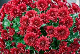 >80% items are new · huge selection · daily deals 16 Types Of Chrysanthemum Flowers For Fall Color To Your Garden