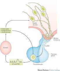 Control Of Puberty Onset And Fertility By Gonadotropin Releasing Hormone Neurons Nature Reviews Endocrinology