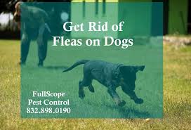 But i'm happy to report a special vacuum cleaner is not. How To Get Rid Of Fleas On Dogs Fullscope Pest Control