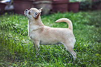 Check spelling or type a new query. Chihuahua Dog Wikipedia