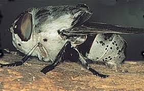 Inclusion of insects in animal feed is promising for poultry behaviour and welfare. Human Botfly Bot Fly Botflies Torsalo Dermatobia Hominis
