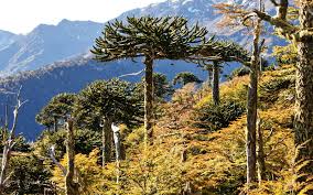 Die chilenische araukarie, auch andentanne, chiletanne, schlangenbaum, schuppentanne, affenschwanzbaum oder chilenische schmucktanne sowie monkey puzzle tree genannt, ist eine. Anden At Nationalpark Conguillio