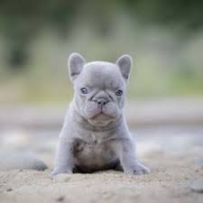 Hours may change under current circumstances 94 French Bulldog Puppies For Sale In Washington State Nw Frenchies Ideas In 2021 French Bulldog Puppies Bulldog Puppies For Sale Bulldog Puppies