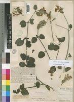 Image result for Asystasia guttata