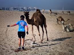 Faisal says that a camel's price starts from about $55,000 (£40,000) but thoroughbreds can go for a lot more. Watch How A Dubai Nurse Saved The Life Of A Newborn Camel In The Desert Uae Gulf News
