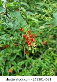 Image result for Petiveriaceae