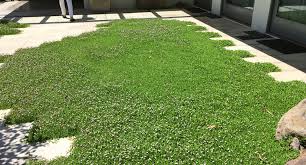 Image result for Phyla nodiflora