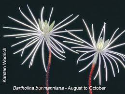 Image result for Platycoryne buchananiana