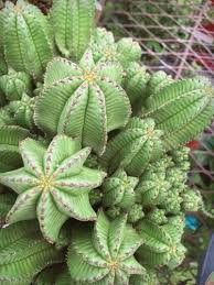 Image result for Euphorbia pfeilii