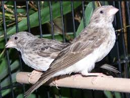 Black spot pada lidah black spot atau titik hitam biasanya diketahui muncul di beberapa lidah burung jantan. 3 Perbedaan Dari Burung Sanger Jantan Dan Juga Betina Paling Akurat Kicau Mania