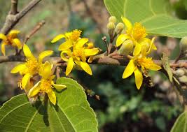 Image result for Grewia arborea