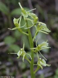 Image result for Liparis tridens