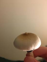 NSFW shroom : r/shrooms