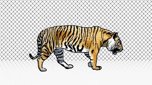 The Man Risking His Life To Expose The Destruction Of The Tiger Tiger Population Laos Tiger