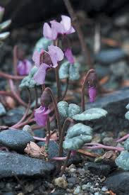 Image result for Cyclamen parviflorum