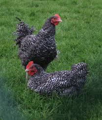 Coucou De Rennes Chicken Google Search Poulailler Poule Poulets