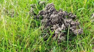 But it's here, and i'm here for it. A Gardener S Secret To Success Worm Castings Dengarden