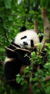Panda Wallpaper Hd Panda Wallpaper Iphone Panda Wallpapers Cute Panda Wallpaper