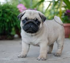 Here Lies The Answer To Your Dog Related Question 101 Pet Dogs Here Lies The Answer To Your Dog Related Question En 2020 Perro Pug Bebes Pug Bebes Perro Raza Pug
