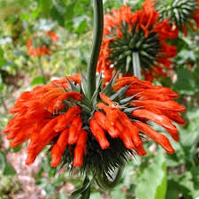 Leonotis Nepetifolia Lion S Tail Please be careful removing your plant from it's your plant was grown in filtered sun, not full sun, so it should be acclimated to direct sun slowly.