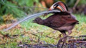 Exotic Bird In Sydney Zoo Masters Sound Of Crying Baby Al Arabiya English