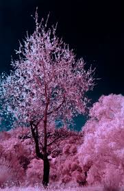We have 69+ background pictures for you! Cherry Blossom Wallpapers Free Hd Download 500 Hq Unsplash