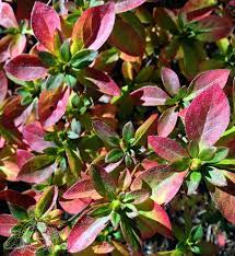 More Fall Color On A Different Azalea The Leaves Turn From Summer S Green To Fall S Red Yellow And Purple Azaleas Green Garden