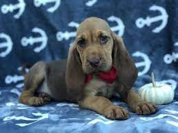 Look at pictures of bloodhound puppies who need a home. Puppyfinder Com Bloodhound Puppies Puppies For Sale Near Me In Pennsylvania Usa Page 1 Displays 10