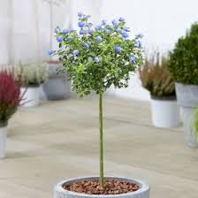 Many florists and online florists will give you the option to buy these roses, but beware that the tint may shorten the life. Buy Blue Flowering Trees Online Gardenersdream
