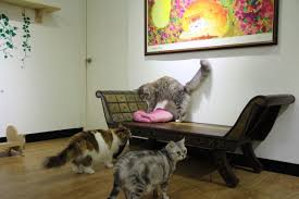 北辰的水族與旅遊紀錄 20隻貓坐檯的元氣貓主題樂園 animals cats favorite places